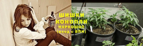 прущие грибы Волосово